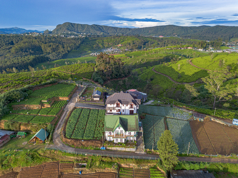 Aerial view of tea plantations and colonial style houses nestled in the rolling hills of Nuwara Eliya Central Province Sri Lanka. Aerial view of tea plantations and colonial style houses nestled in the rolling hills of Nuwara Eliya Central Province Sri Lanka.