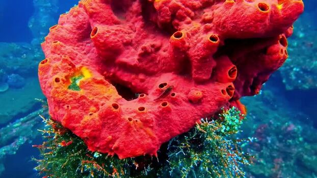 View of a vibrant red sea sponge on a coral reef in Indonesia.