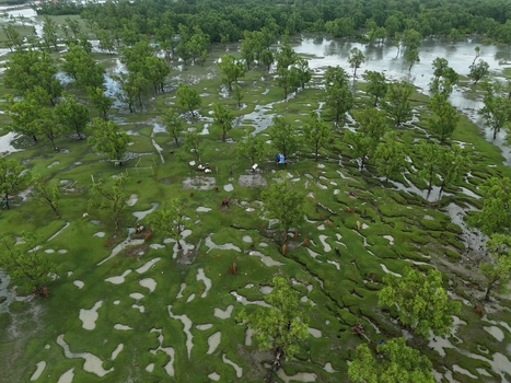 Aerial view of a flooded landscape with scattered trees lush green grass and cattle grazing in the waterlogged fields in Sitakund Chittagong Division Bangladesh. Aerial view of a flooded landscape with scattered trees lush green grass and cattle grazing in the waterlogged fields in Sitakund Chittagong Division Bangladesh.