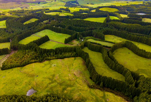Aerial view of vibrant green fields intricately carved by dark winding forest lines under a bright sky revealing a serene natural tapestry Terceira Azores Portugal.