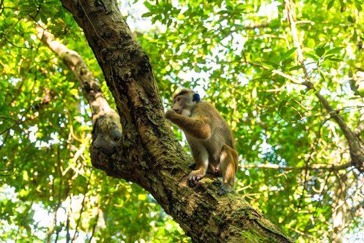 View of a Toque macaque monkey sitting on a thick tree branch surrounded by dense green tropical foliage at Jungle Beach Unawatuna Southern Province Sri Lanka.