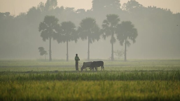 View of a farmer with cows in a misty field in Bogura Bangladesh. View of a farmer with cows in a misty field in Bogura Bangladesh.