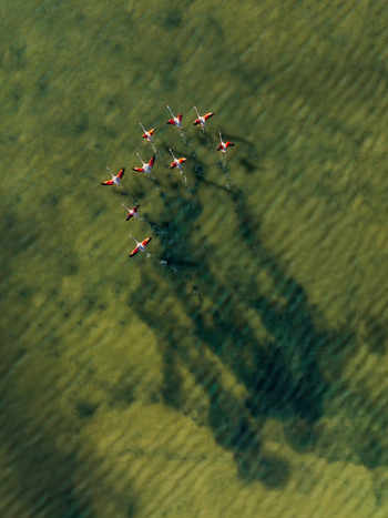 Aerial view of a flock of flamingos flying over the shallow clear water in Andalusia Spain. Aerial view of a flock of flamingos flying over the shallow clear water in Andalusia Spain.