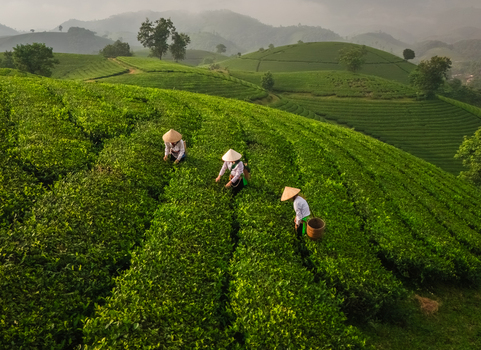 Aerial view of Long Coc Tea Hill with workers wearing conical hats picking tea leaves among lush green terraced tea plantations in the misty mountains of Long Coc Phu Tho Vietnam.