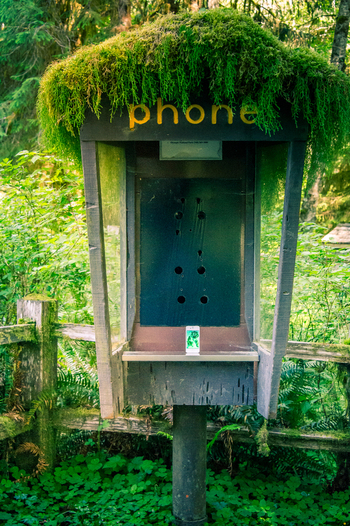 View of a moss covered vintage telephone booth in the forest with a smartphone resting on the shelf in Olympic National Park Port Angeles Washington United States.