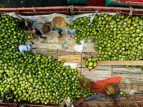 Aerial view of workers loading and unloading large quantities of watermelons onto a wooden boat at Sadarghat in Dhaka Dhaka Division Bangladesh. Aerial view of workers loading and unloading large quantities of watermelons onto a wooden boat at Sadarghat in Dhaka Dhaka Division Bangladesh.