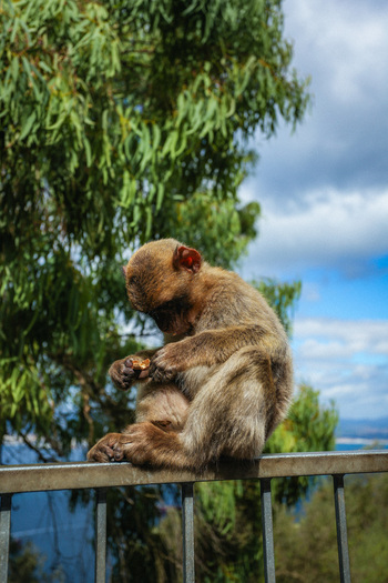 View of a Barbary macaque its fur a blend of earthy browns perched thoughtfully on a railing against a backdrop of sea and sky Gibraltar Gibraltar. View of a Barbary macaque its fur a blend of earthy browns perched thoughtfully on a railing against a backdrop of sea and sky Gibraltar Gibraltar.