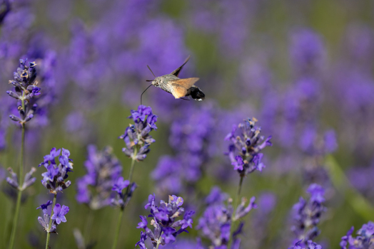 View of a hummingbird hawk moth hovering and feeding on purple lavender flowers in a sunny field Wittenheim Grand Est France.