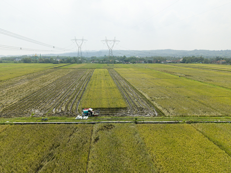 Aerial view of golden rice fields contrasting with the harvested earth under the towering power lines a testament to agriculture and industry working side by side Kendal Central Java Indonesia. Aerial view of golden rice fields contrasting with the harvested earth under the towering power lines a testament to agriculture and industry working side by side Kendal Central Java Indonesia.