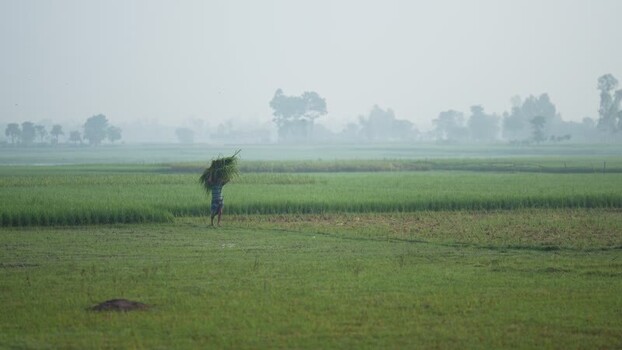 View of a farmer carrying crops in a misty field Bangladesh. View of a farmer carrying crops in a misty field Bangladesh.
