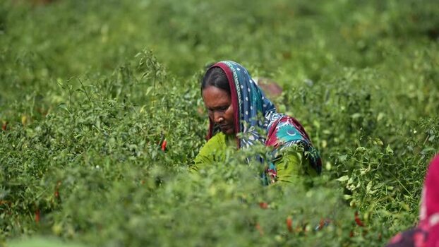 View of a woman harvesting chili peppers in Bogura Bangladesh. View of a woman harvesting chili peppers in Bogura Bangladesh.