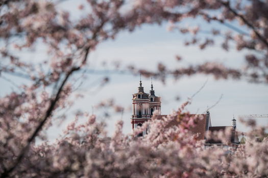 View of the Church of St. Philip and St. James framed by blooming cherry blossoms under a clear spring sky in Vilnius Vilnius County Lithuania. View of the Church of St. Philip and St. James framed by blooming cherry blossoms under a clear spring sky in Vilnius Vilnius County Lithuania.