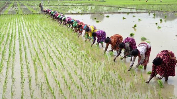 View of women planting rice seedlings in a flooded field Bangladesh. View of women planting rice seedlings in a flooded field Bangladesh.
