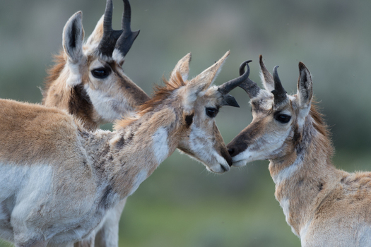 View of three pronghorn antelopes interacting in a natural landscape in Yellowstone National Park United States. View of three pronghorn antelopes interacting in a natural landscape in Yellowstone National Park United States.