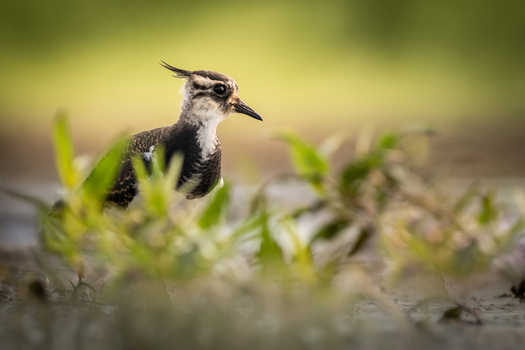 View of a northern lapwing standing in the grass in Debrzno Pomeranian Voivodeship Poland.