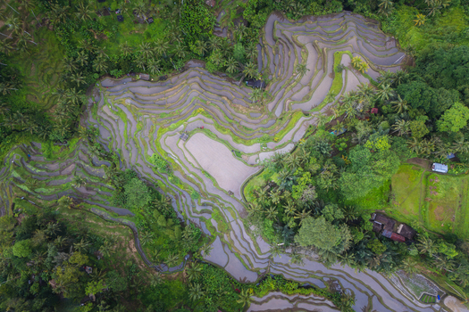 Aerial view of the Tegalalang Rice Terrace with lush green tropical vegetation and water filled paddies Tegalalang Bali Indonesia. Aerial view of the Tegalalang Rice Terrace with lush green tropical vegetation and water filled paddies Tegalalang Bali Indonesia.