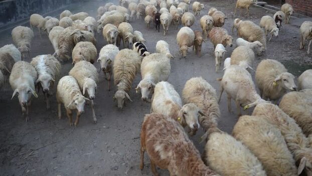 View of a large flock of sheep walking along a dusty road Nepal.