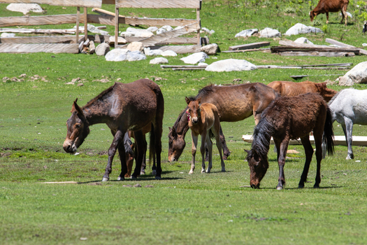View of horses and mules grazing in a lush green meadow near the Jahaz Banda area with a wooden fence in the background in Kumrat Valley Khyber Pakhtunkhwa Pakistan. View of horses and mules grazing in a lush green meadow near the Jahaz Banda area with a wooden fence in the background in Kumrat Valley Khyber Pakhtunkhwa Pakistan.