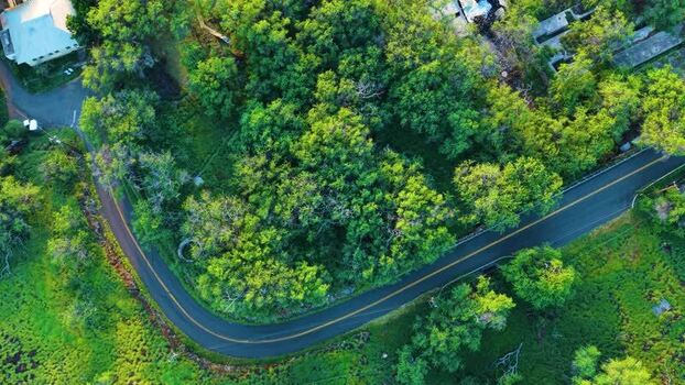 Aerial view of a winding road through lush tropical trees in United States.
