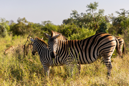 View of zebras grazing in the savanna landscape of Kruger National Park with lush greenery and trees under a clear sky in Skukuza Mpumalanga South Africa. View of zebras grazing in the savanna landscape of Kruger National Park with lush greenery and trees under a clear sky in Skukuza Mpumalanga South Africa.