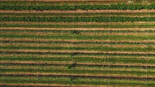 Aerial view of vineyard in Mala Remeta Serbia.