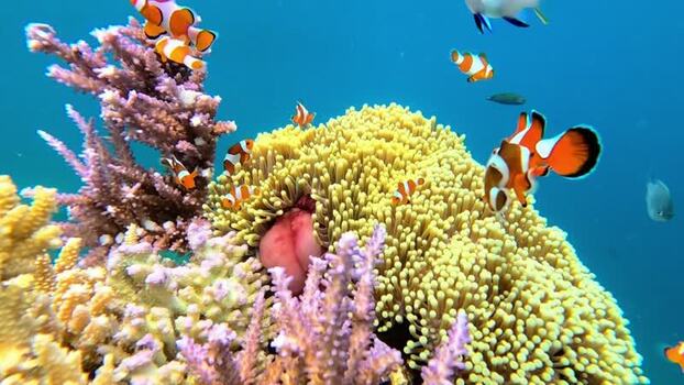 View of clownfish in Karimunjawa National Park Indonesia.