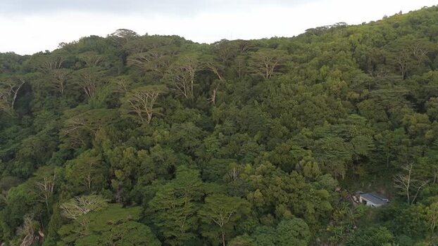 Aerial view of dense tropical forest in Anse Reunion Seychelles.