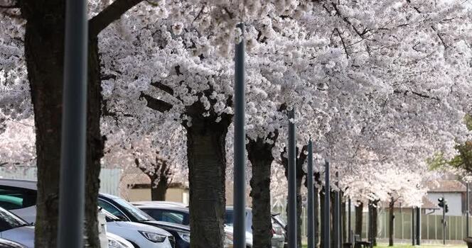 View of cherry blossom trees in bloom in Mulhouse France. View of cherry blossom trees in bloom in Mulhouse France.