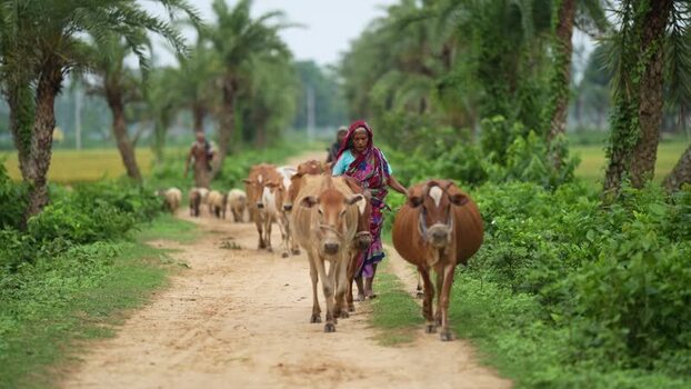 View of a woman leading a herd of cows in Bogura Bangladesh.