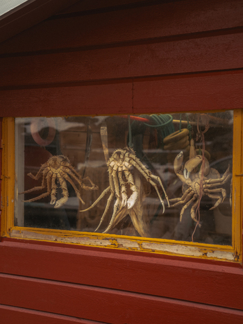 View of dried crabs eerily hanging from a window a macabre display against the rustic charm of Skjelfjorden Nordland Norway. View of dried crabs eerily hanging from a window a macabre display against the rustic charm of Skjelfjorden Nordland Norway.