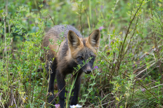 View of a young fox standing in the tall green grass and wildflowers of Yellowstone National Park United States. View of a young fox standing in the tall green grass and wildflowers of Yellowstone National Park United States.
