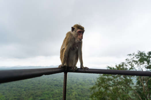 View of a toque macaque monkey sitting on a metal railing overlooking the lush tropical jungle and distant hills under a cloudy sky in Sigiriya Central Province Sri Lanka. View of a toque macaque monkey sitting on a metal railing overlooking the lush tropical jungle and distant hills under a cloudy sky in Sigiriya Central Province Sri Lanka.