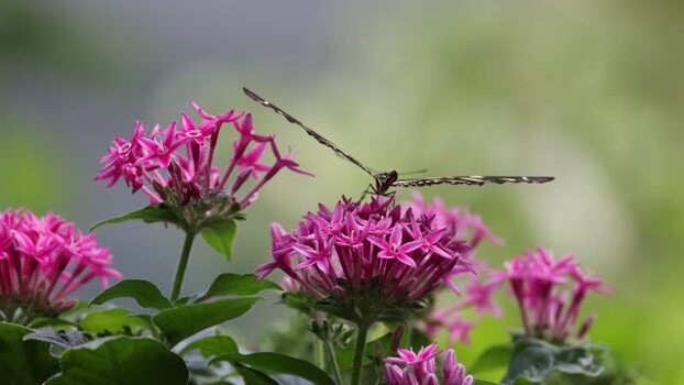 View of a butterfly on pink flowers in Hunawihr France.