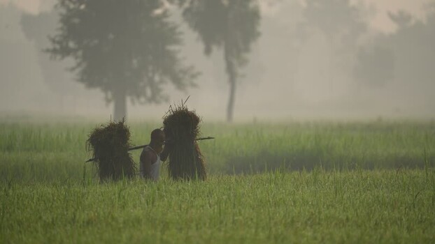 View of a farmer carrying harvested crops in misty field Bangladesh. View of a farmer carrying harvested crops in misty field Bangladesh.