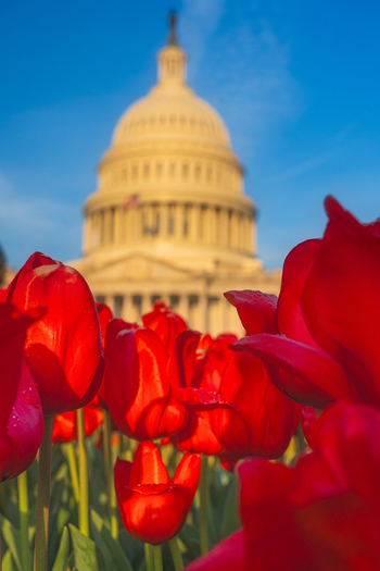 View of the United States Capitol dome behind a field of vibrant red tulips under a clear blue sky in Washington District of Columbia United States. View of the United States Capitol dome behind a field of vibrant red tulips under a clear blue sky in Washington District of Columbia United States.