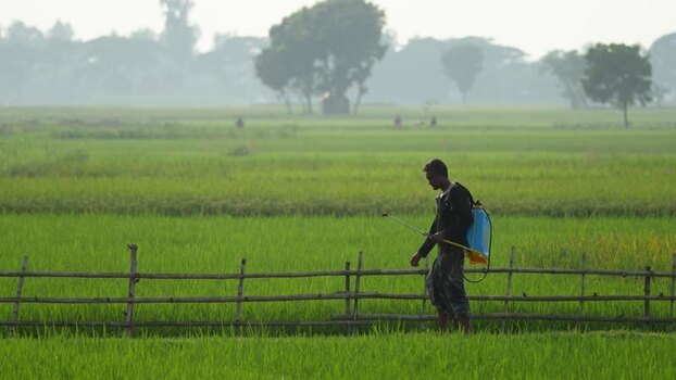 View of a farmer spraying pesticides in a rice field Bangladesh.