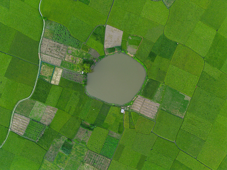 Aerial view of vibrant green agricultural fields and a circular pond with a winding path Joypurhat Rajshahi Division Bangladesh.