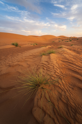 View of the Eastern Sands desert with rolling orange dunes and sparse green shrubs under a blue sky with soft clouds in Oman. View of the Eastern Sands desert with rolling orange dunes and sparse green shrubs under a blue sky with soft clouds in Oman.