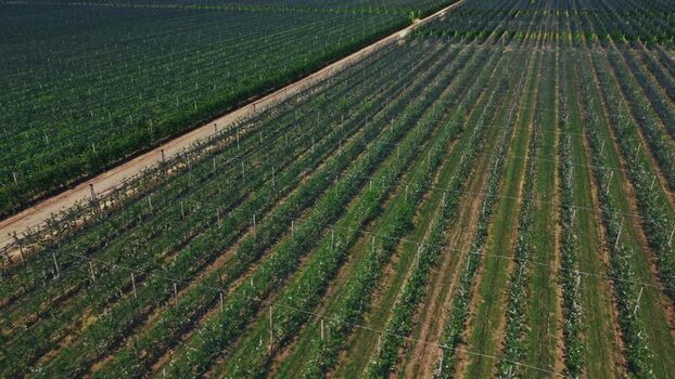 Aerial view of vineyard in Mala Remeta Serbia.