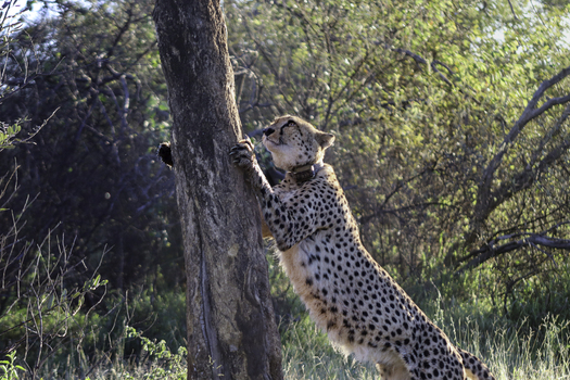 View of a cheetah with a tracking collar leaning against a tree trunk at Tumbeta Private Game Reserve Thabazimbi Limpopo South Africa.