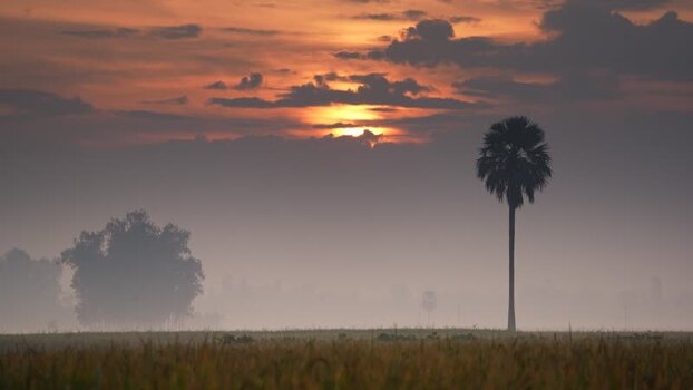 View of a lone palm tree in a misty field at sunset Bangladesh. View of a lone palm tree in a misty field at sunset Bangladesh.