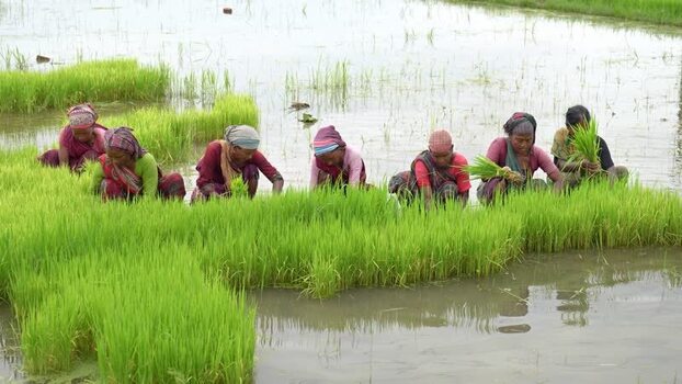 View of women planting rice seedlings in a paddy field Bangladesh. View of women planting rice seedlings in a paddy field Bangladesh.