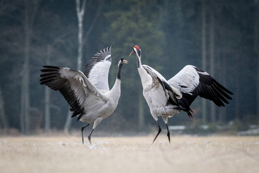 View of two common cranes performing a courtship dance in a field with a forest in the background in Debrzno Pomeranian Voivodeship Poland.