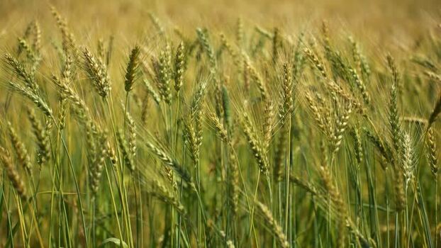 View of green wheat ears swaying in a field Nepal.