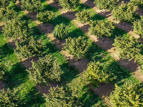 Aerial view of a hazelnut farm with rows of trees planted in a grid pattern across the field in Woodburn Oregon United States. Aerial view of a hazelnut farm with rows of trees planted in a grid pattern across the field in Woodburn Oregon United States.