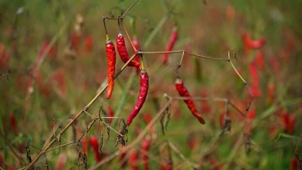 View of red chili peppers growing in a field Bangladesh.