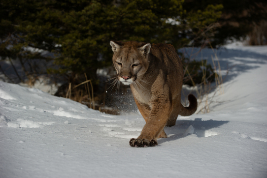 View of a mountain lion walking through deep snow in a forest in Montana USA. View of a mountain lion walking through deep snow in a forest in Montana USA.