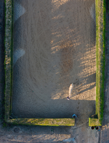 Aerial view of a horse in a sandy riding arena surrounded by green hedges in Portugal. Aerial view of a horse in a sandy riding arena surrounded by green hedges in Portugal.