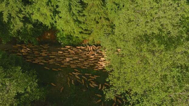Aerial view of sheep herd moving through forest Romania. Aerial view of sheep herd moving through forest Romania.
