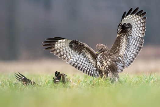 View of a common buzzard with wings spread wide landing in a grassy field in Debrzno Pomeranian Voivodeship Poland. View of a common buzzard with wings spread wide landing in a grassy field in Debrzno Pomeranian Voivodeship Poland.